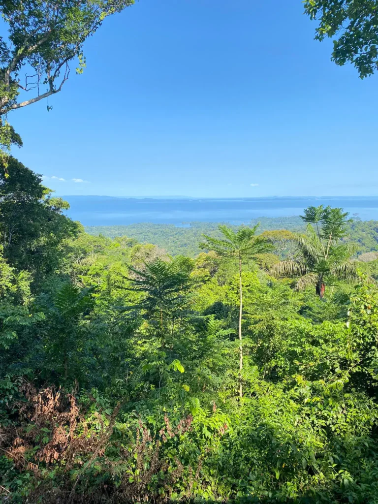 Regenwoud op het plateau van Brownsberg Nature Park in Suriname