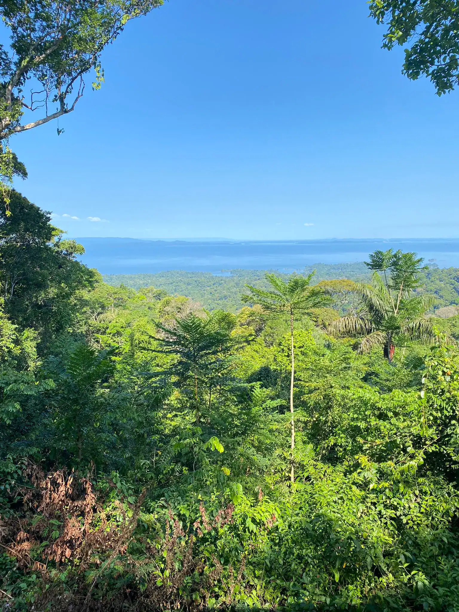 Regenwoud op het plateau van Brownsberg Nature Park in Suriname